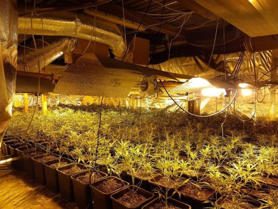 La Guardia Civil descubre una plantación de marihuana en un chalé de Madrid con casi 400